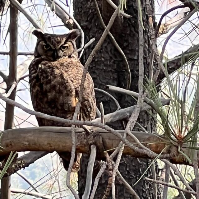 🦉🦉🦉 Madame or Monsieur OWL! 
Came out just to say hi to me on my afternoon jog!  I’ve had many animals reveal themselves to me over the years. Animals, plants 🌱 and kids love me always! :)  Owl symbolism: Wisdom, powerful intuition, supernatural power, independent thinking and observant listening!  Really love that SUPERNATURAL POWER listing!!!  #owllove #owl #owleyes #eule #spiritanimals #shamanism #symbolismus #tieremachenglücklich #treepeoplela #treepeople #naturpur❤️ #messagesfromspirit #angelmessages #wowfactor #wowfacts #lakehollywoodreservoir #hollywoodliving #hollywoodsmile #thirdeyewoke #supernaturalpower